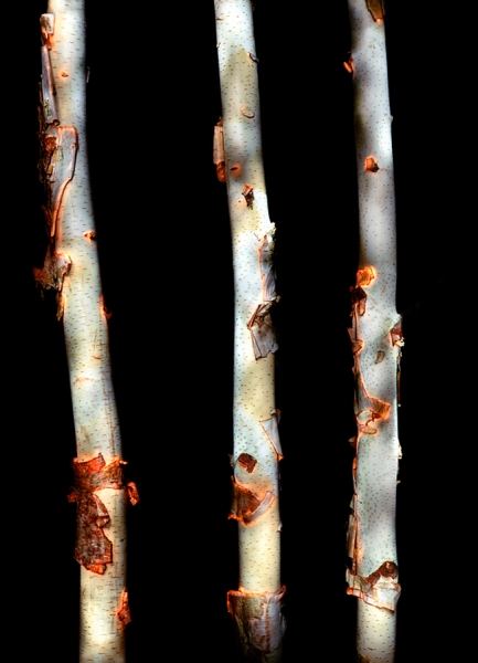 Photograph Christopher Becker Birch Trees on One Eyeland